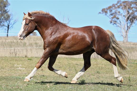 Sec C Welsh Cob Stallion